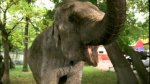 Ералаш №246 «Слон»